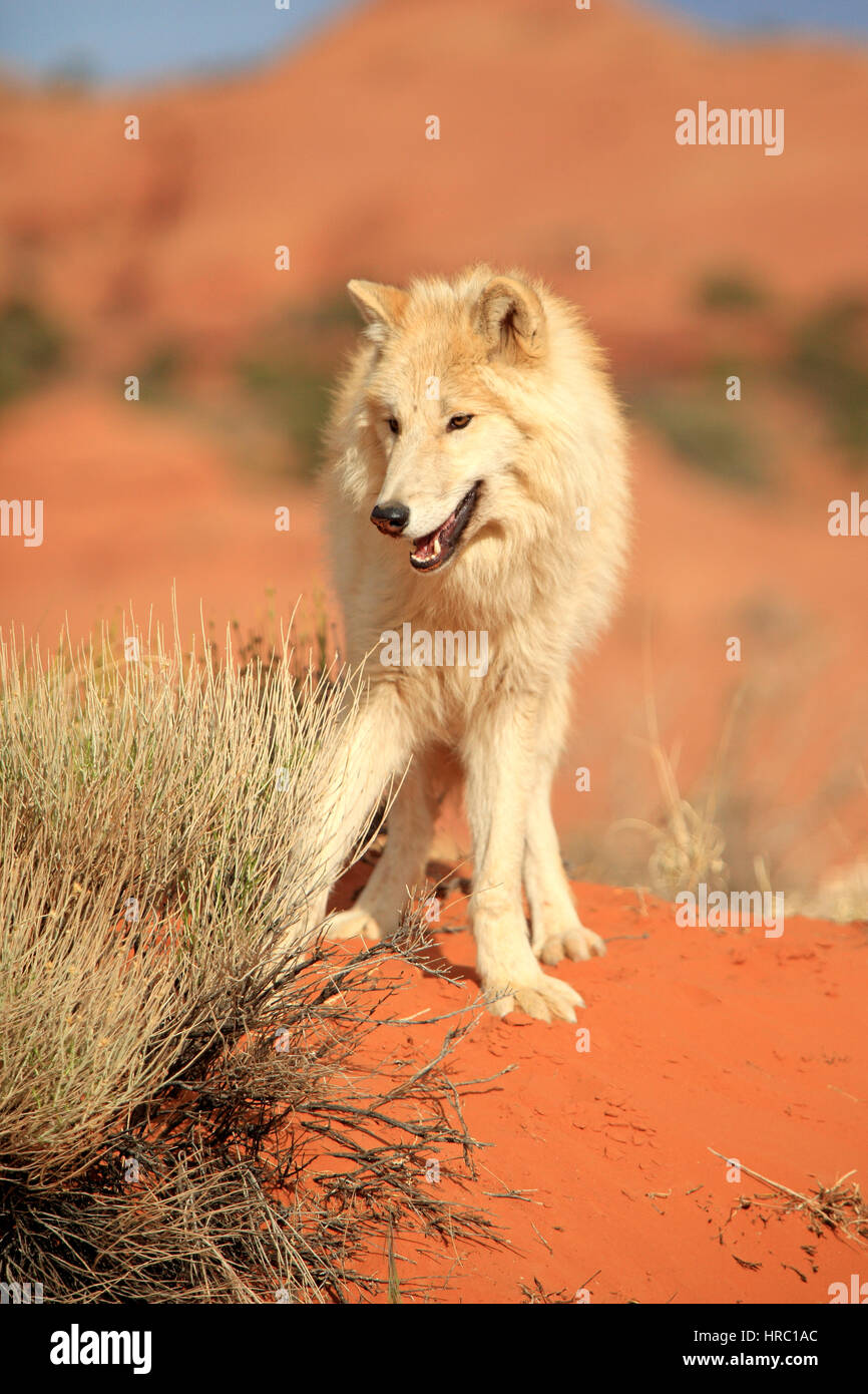 Gray Wolf, Timber Wolf, (Canis lupus), Monument Valley, Utah, USA, North America, adult Stock Photo