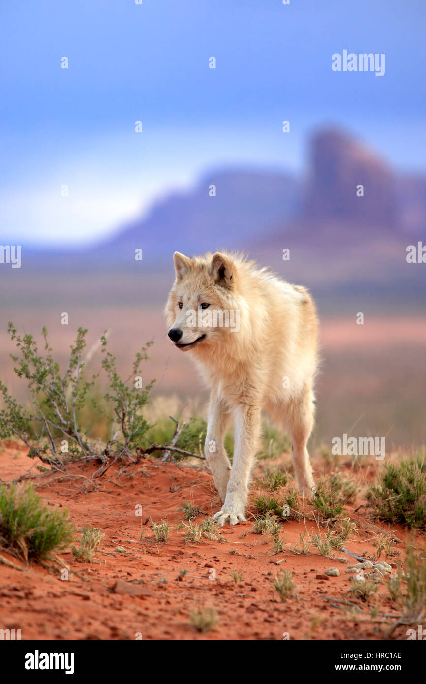 Gray Wolf, Timber Wolf, (Canis lupus), Monument Valley, Utah, USA, North America, adult Stock Photo