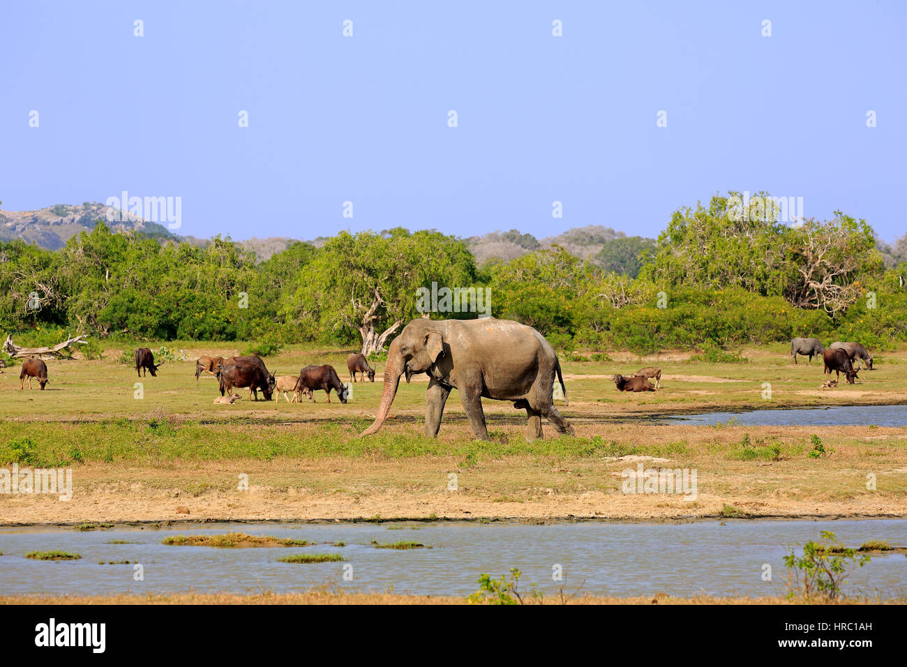Landscape in Yala Nationalpark with Sri Lankan Elephant, (Elephas maximus maximus), Wild Water Buffalo, (Bubalus arnee), at water, Yala Nationalpark,  Stock Photo