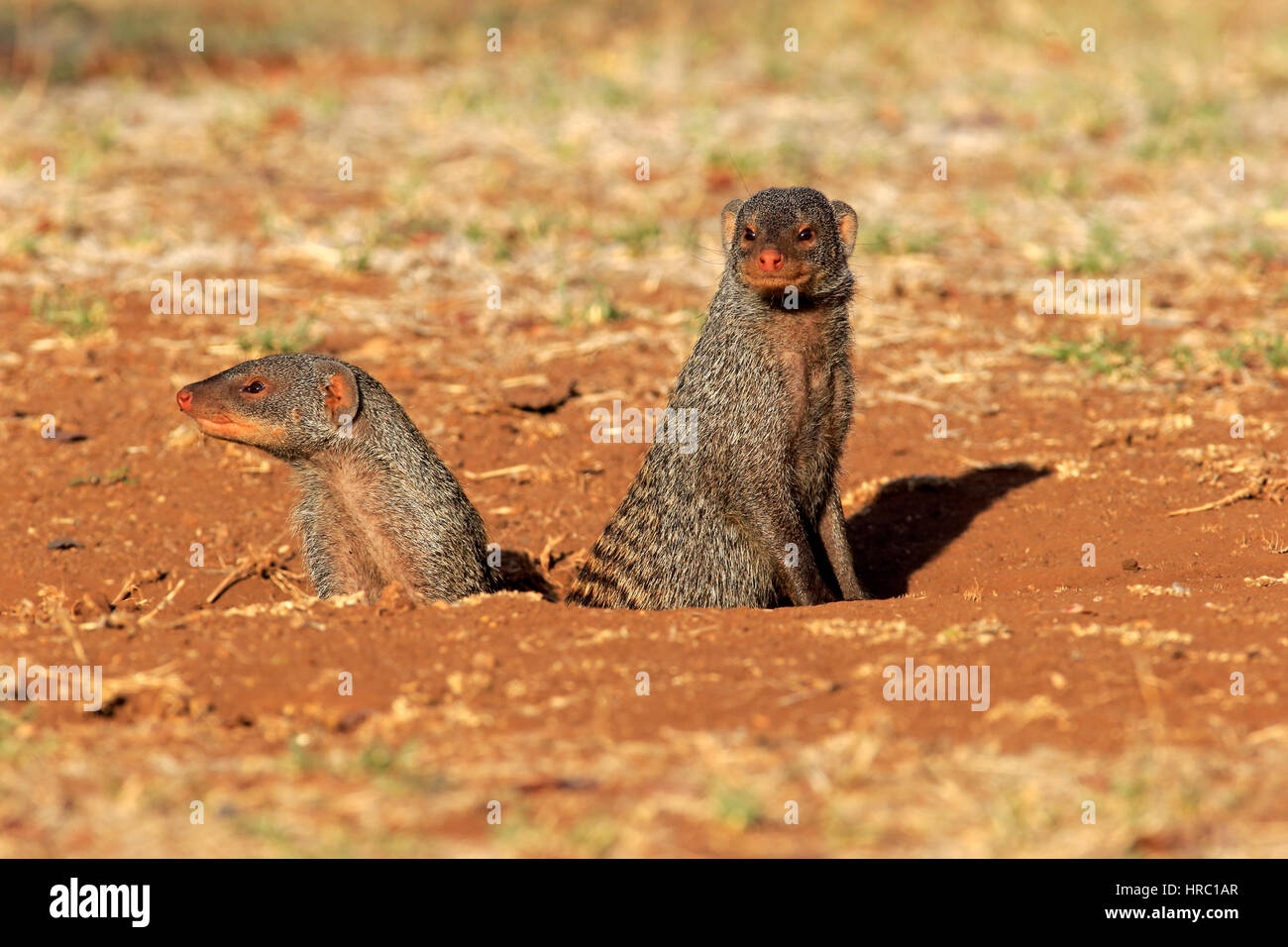 Banded mongoose, (Mungos mungo), adult couple at den, Kruger Nationalpark, South Africa, Africa Stock Photo