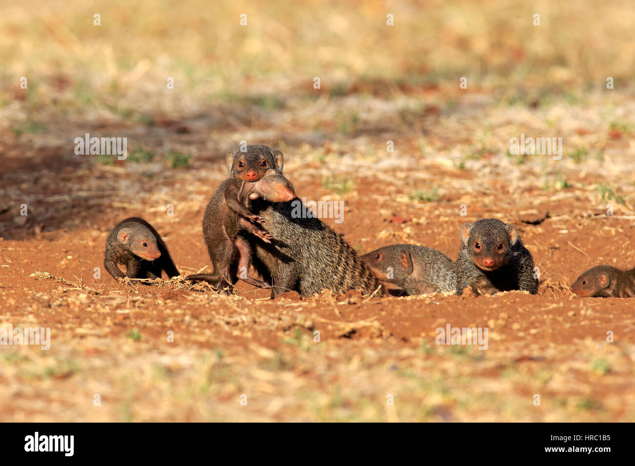 Banded mongoose, (Mungos mungo), mother with young bites to carry, neckbite, Kruger Nationalpark, South Africa, Africa Stock Photo