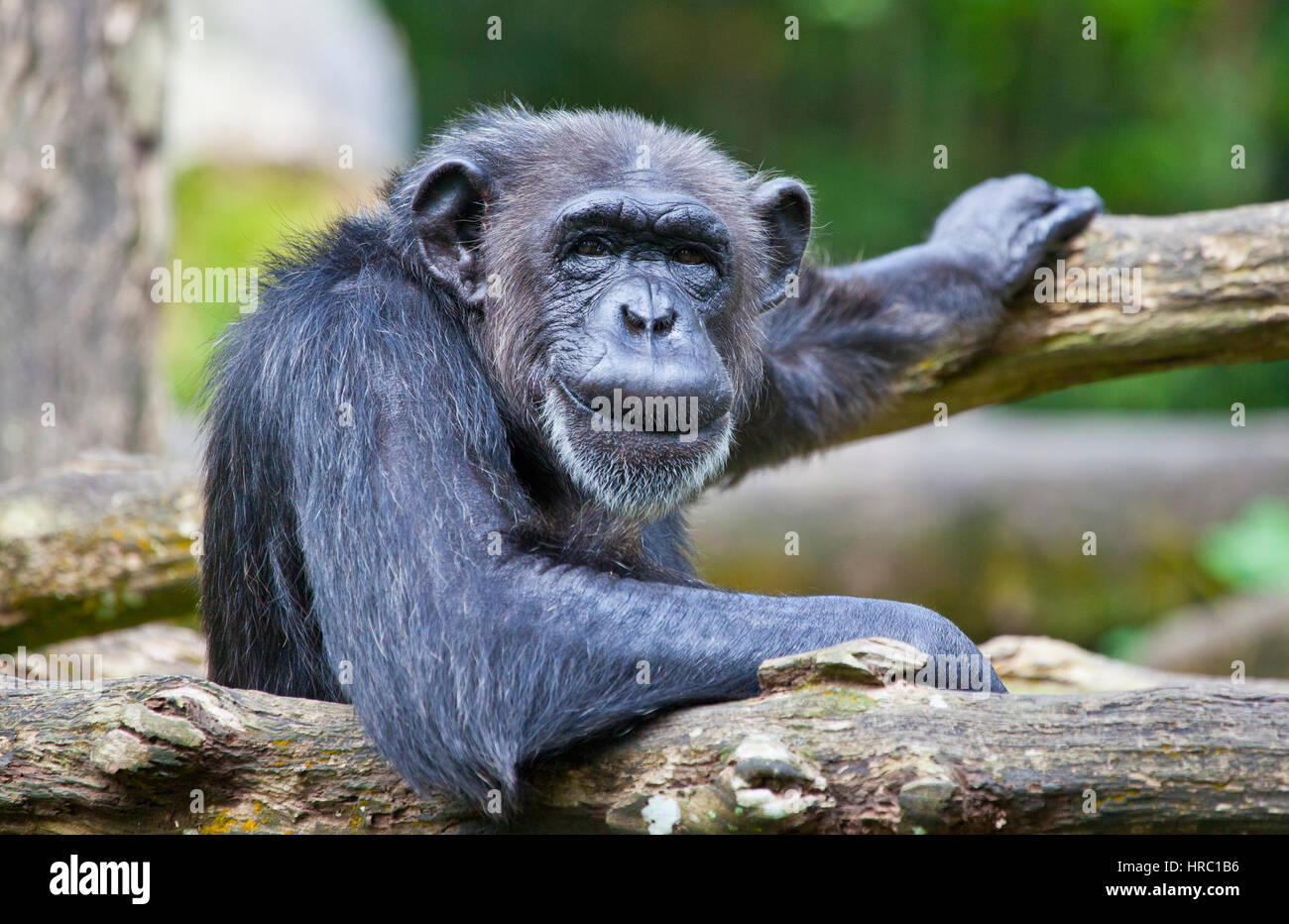 Wise old chimpanzee (Pan troglodytes) at Singapore Zoo. Stock Photo