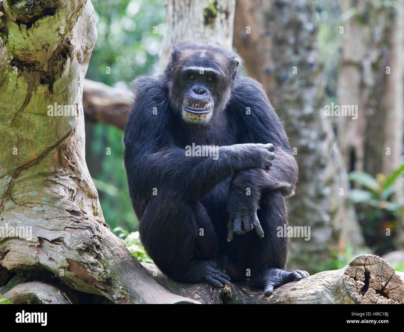 Cool old chimpanzee (Pan troglodytes) with rock n roll gesture at Singapore Zoo. Stock Photo