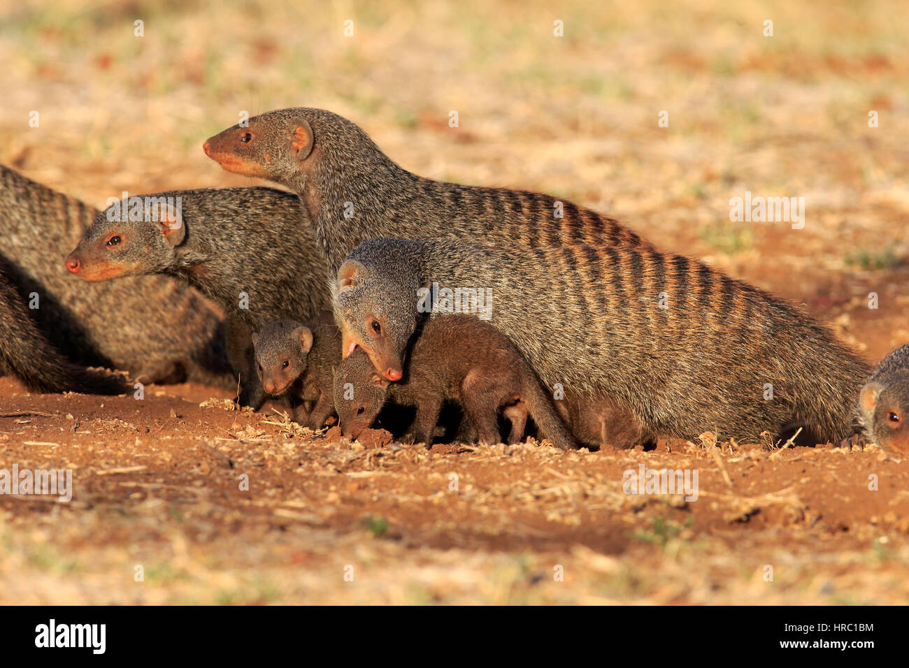 Banded mongoose, (Mungos mungo), mother with young bites to carry, neckbite, Kruger Nationalpark, South Africa, Africa Stock Photo