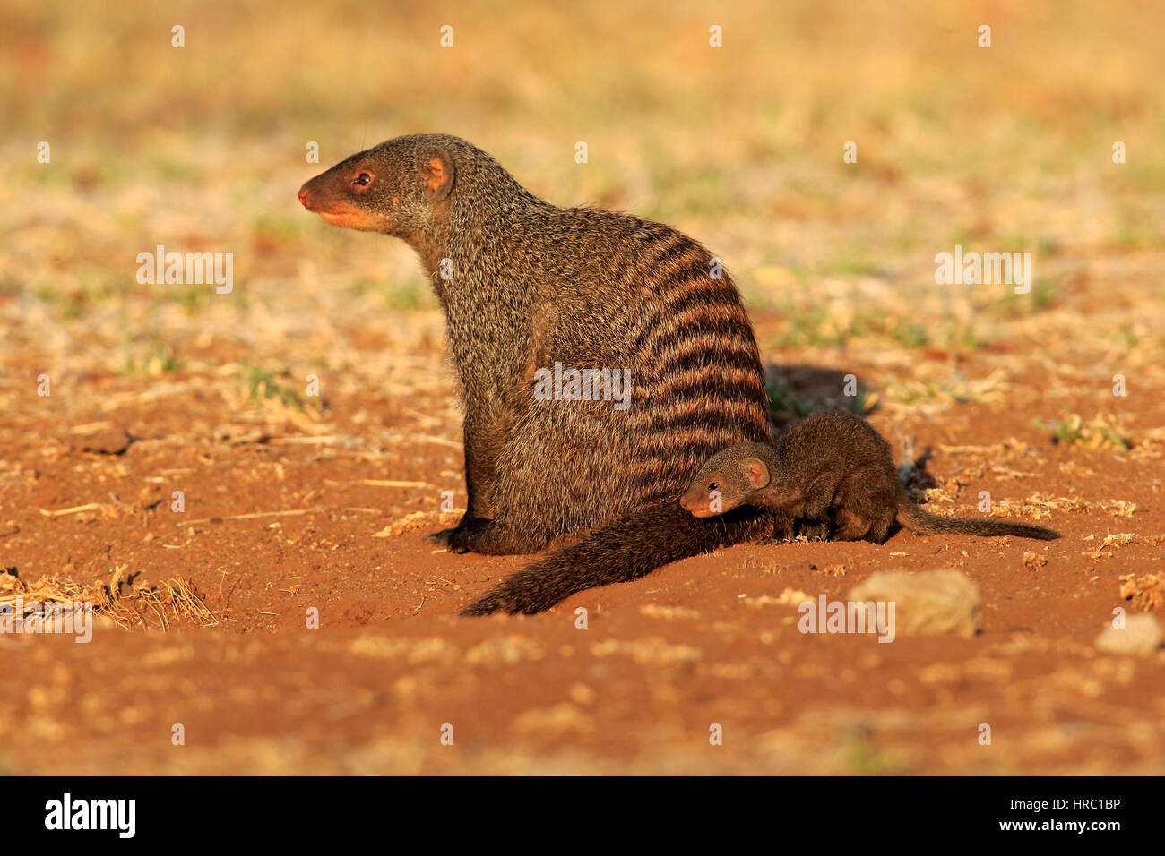 Banded mongoose, (Mungos mungo), adult with young, Kruger Nationalpark, South Africa, Africa Stock Photo