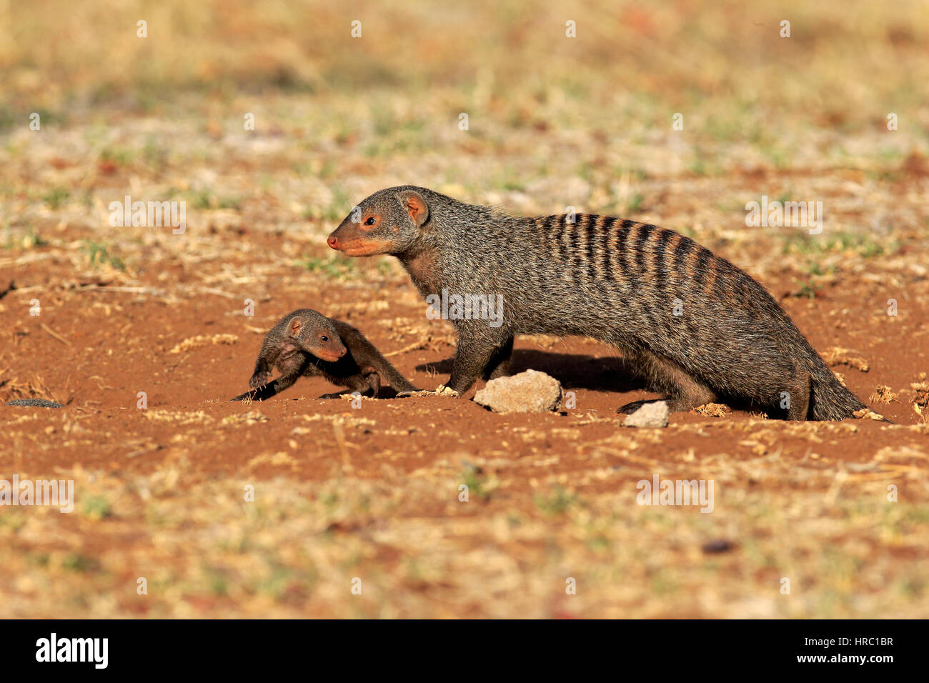 Banded mongoose, (Mungos mungo), adult with young, Kruger Nationalpark, South Africa, Africa Stock Photo