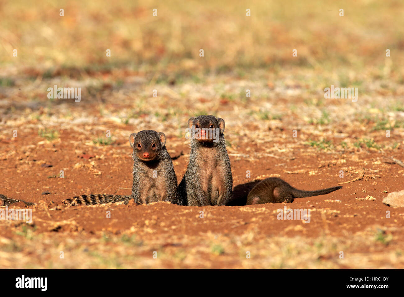 Banded mongoose, (Mungos mungo), adult with young at den, Kruger Nationalpark, South Africa, Africa Stock Photo