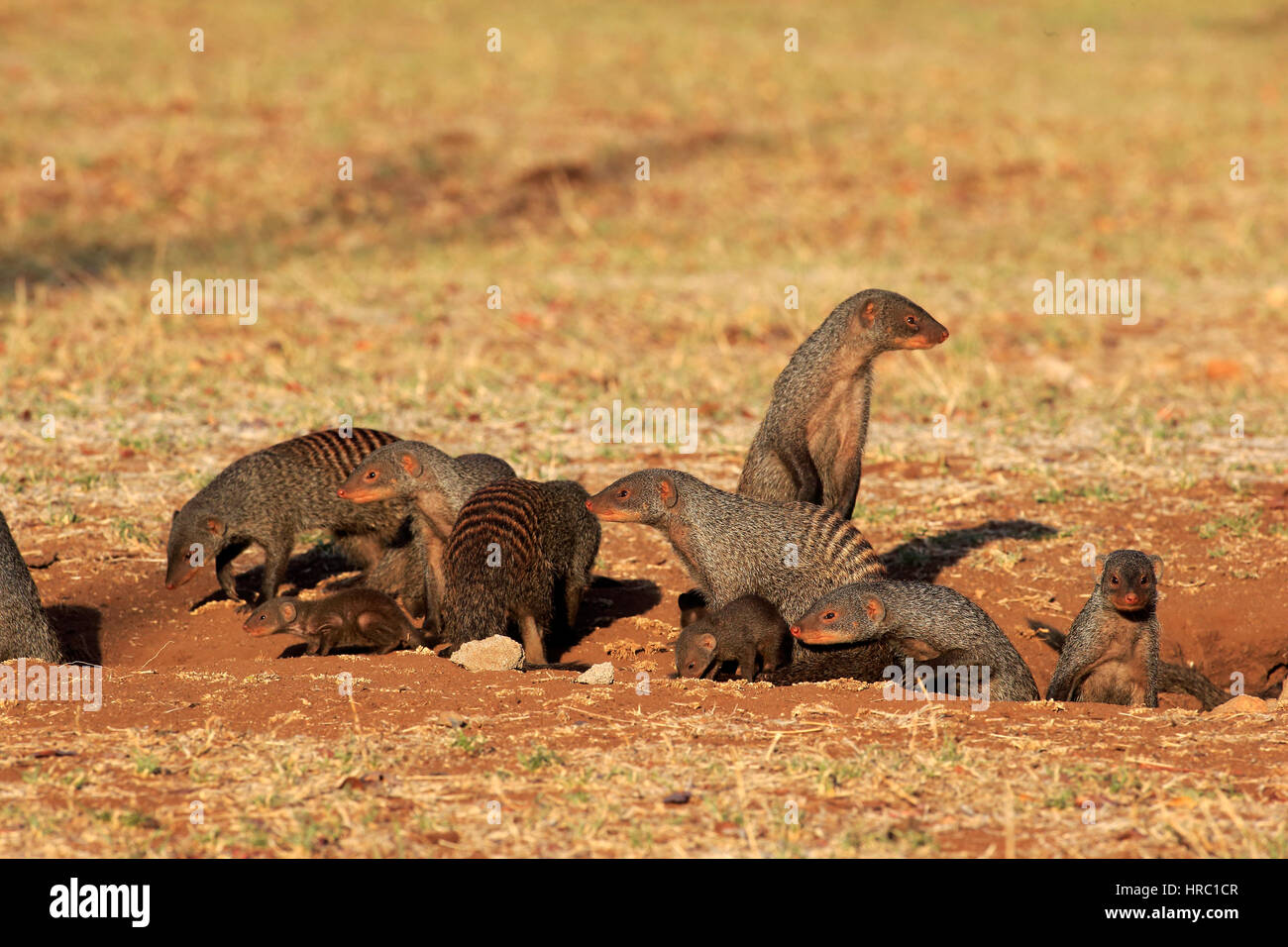 Banded mongoose, (Mungos mungo), adults with youngs at den, Kruger Nationalpark, South Africa, Africa Stock Photo