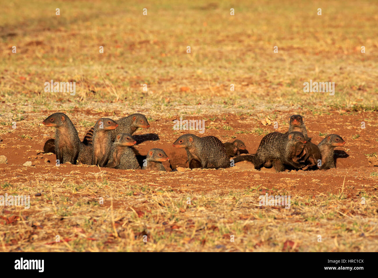 Banded mongoose, (Mungos mungo), adults with youngs at den, Kruger Nationalpark, South Africa, Africa Stock Photo