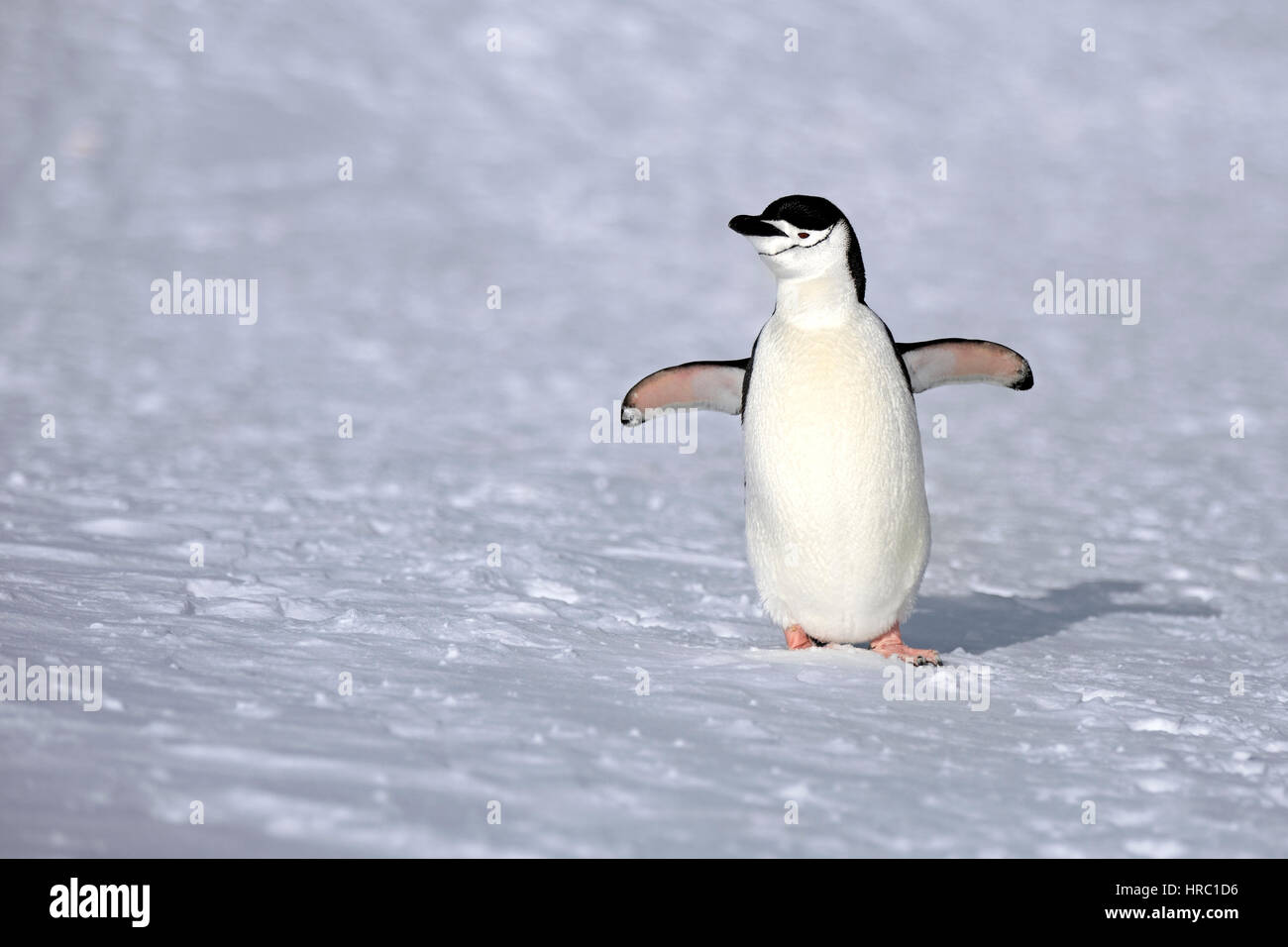 Chinstrap Penguin, (Pygoscelis antarctica), Antarctica, Brown Bluff, adult in snow spreads wings Stock Photo