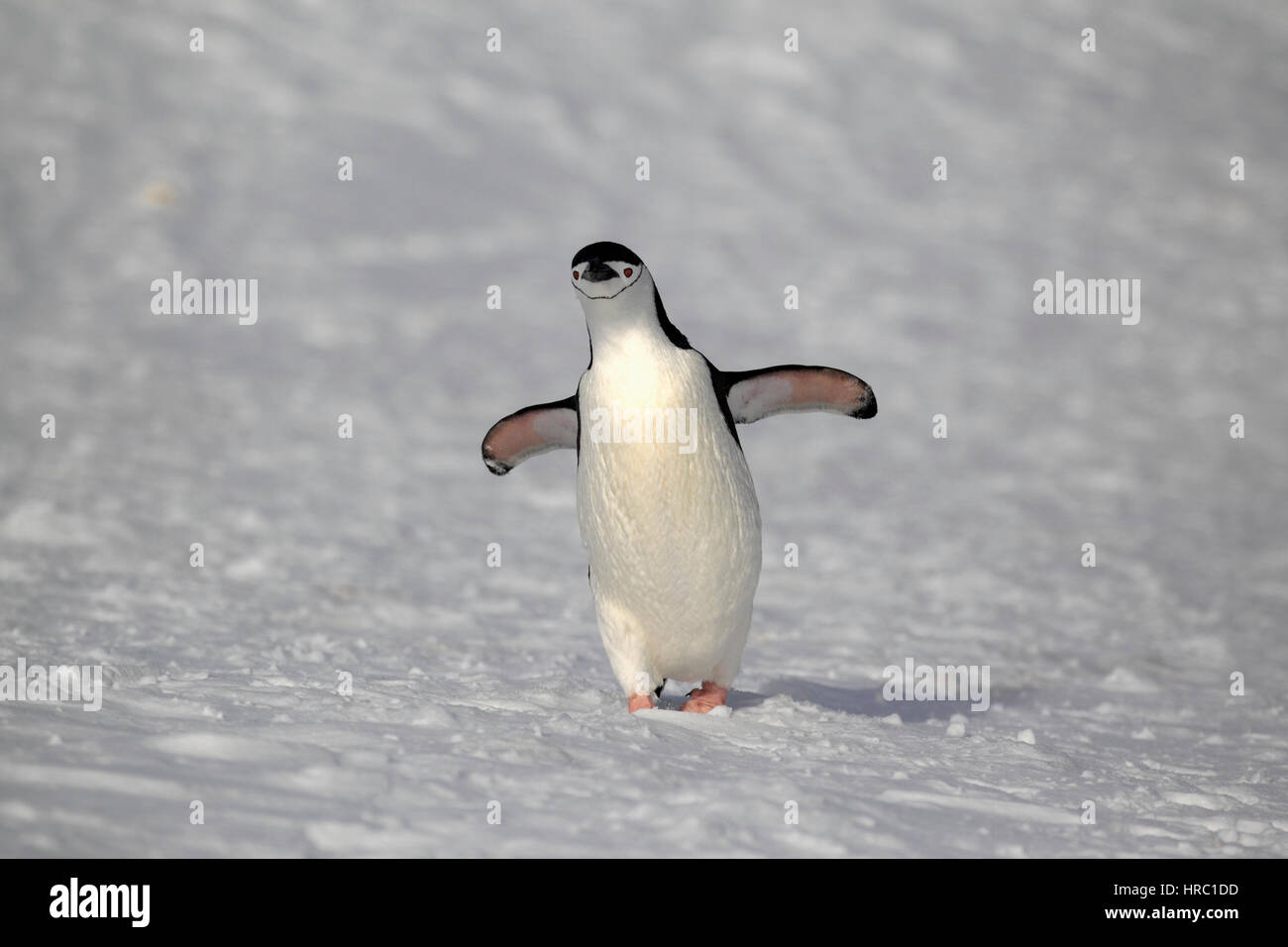 Chinstrap Penguin, (Pygoscelis antarctica), Antarctica, Brown Bluff, adult walking in snow spreads wings Stock Photo