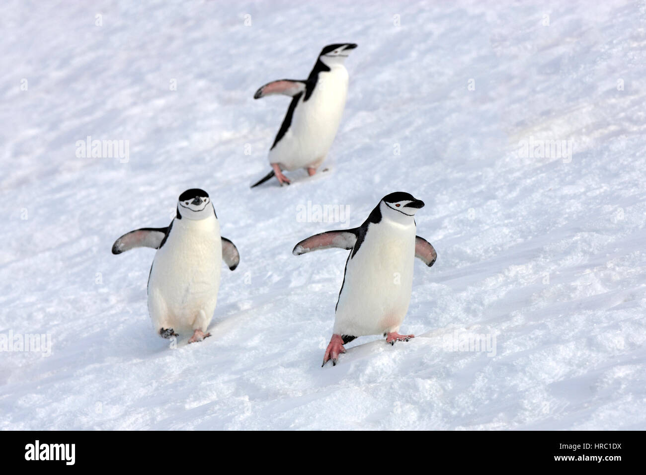Chinstrap Penguin, (Pygoscelis antarctica), Antarctica, Brown Bluff, adult couple walking in snow Stock Photo