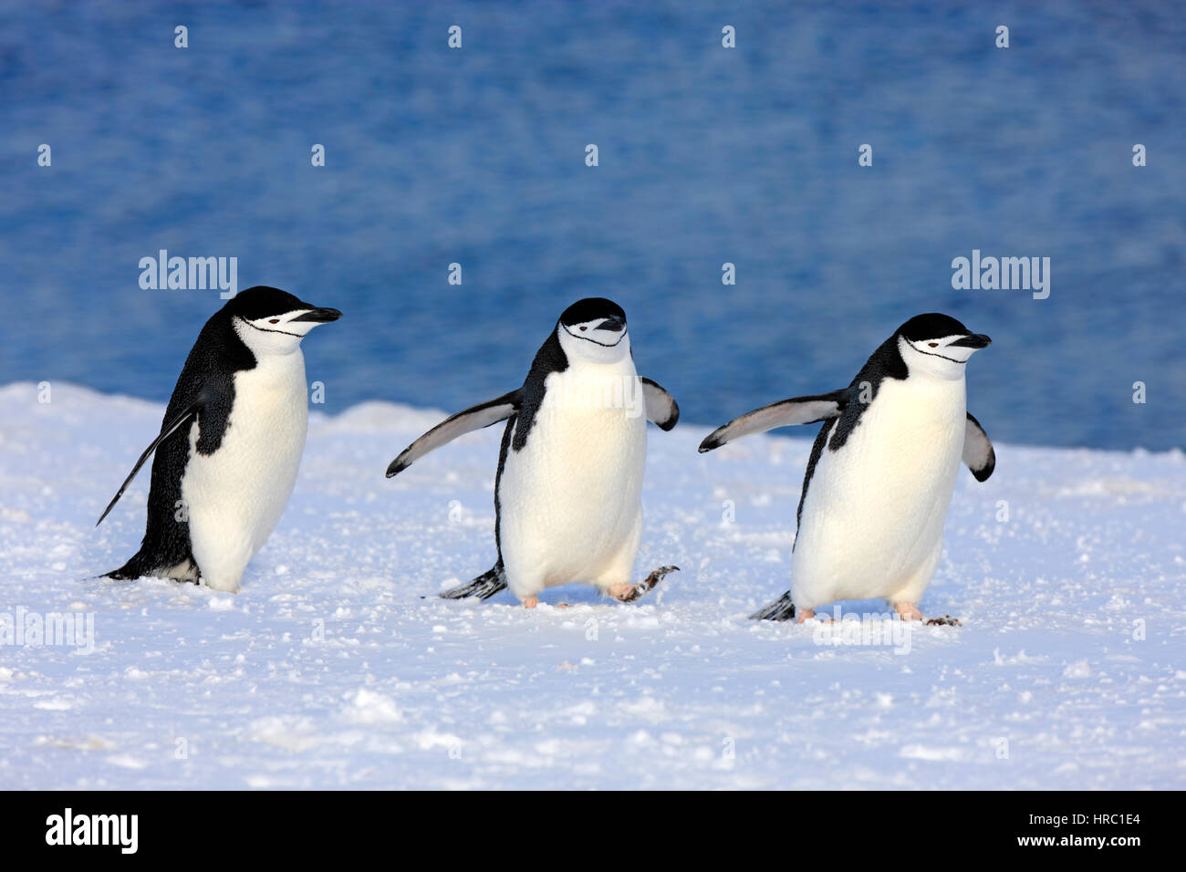Chinstrap Penguin, (Pygoscelis antarctica), Antarctica, Brown Bluff, group of adults walking in snow Stock Photo