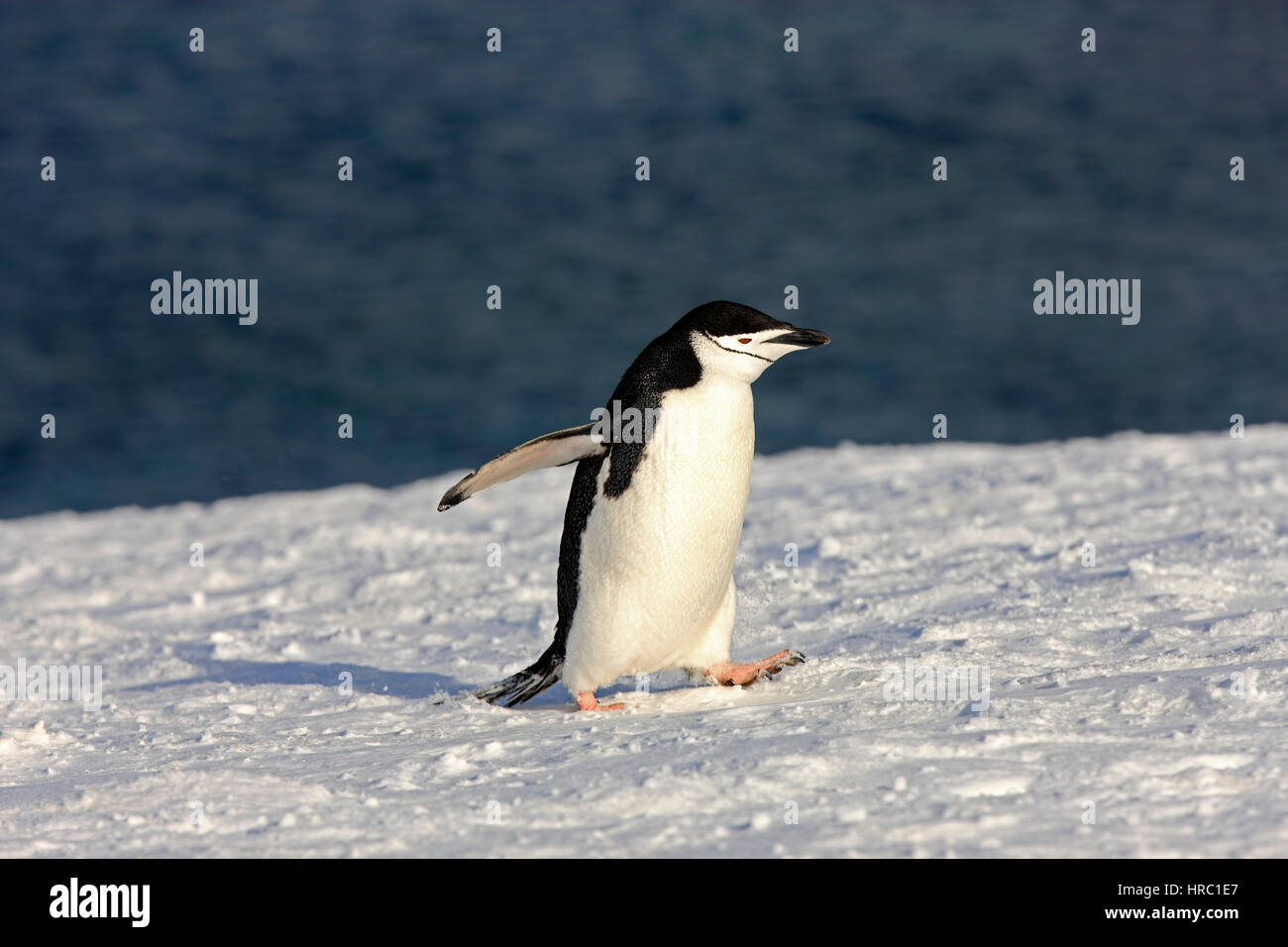 Chinstrap Penguin, (Pygoscelis antarctica), Antarctica, Brown Bluff, adult in snow spreads wings Stock Photo