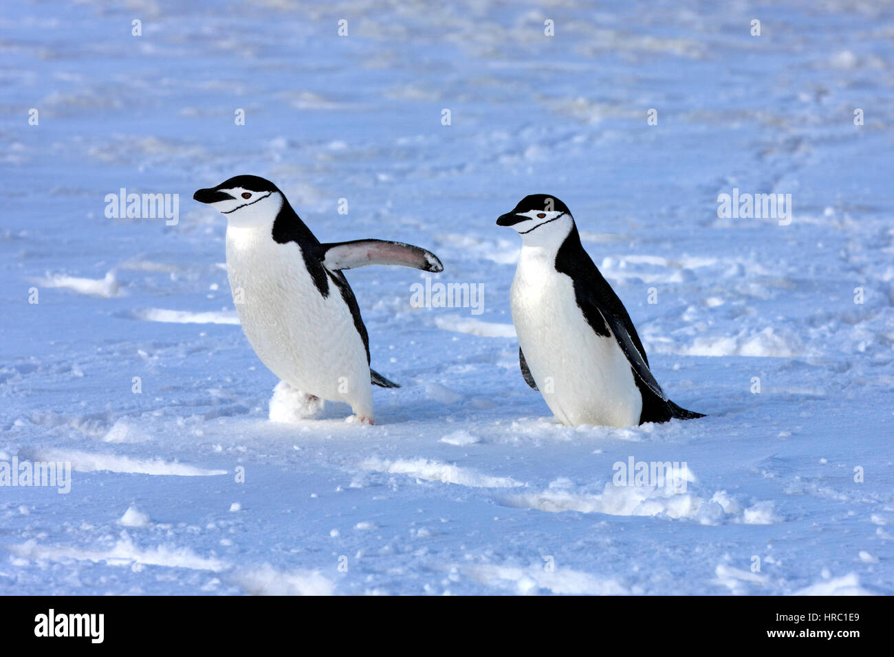 Chinstrap Penguin, (Pygoscelis antarctica), Antarctica, Brown Bluff, adult couple walking in snow Stock Photo