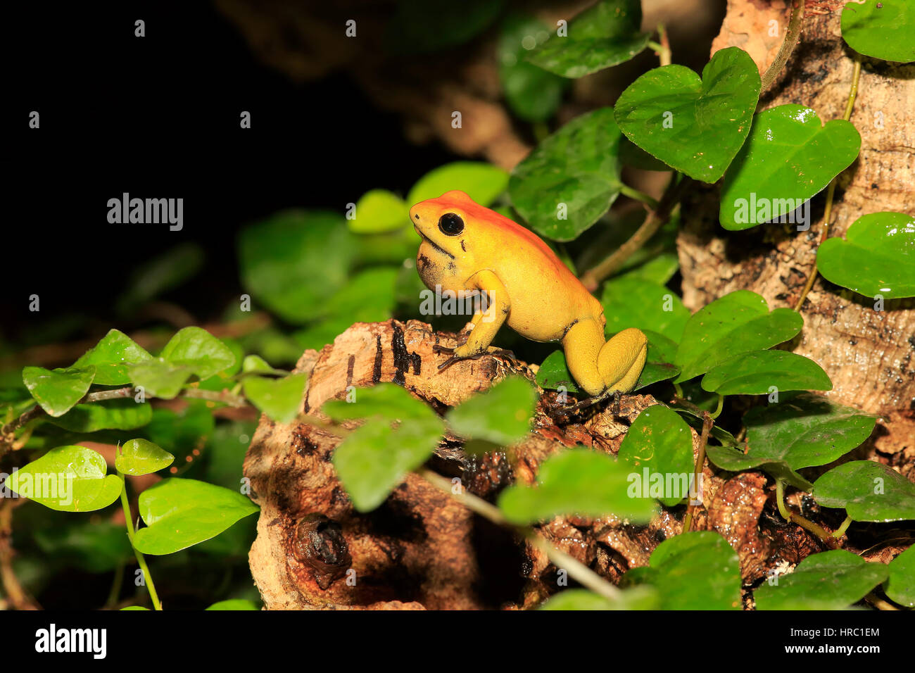 Black Legged Dart Frog, (Phyllobates bicolor), adult, alert, calling, South America Stock Photo