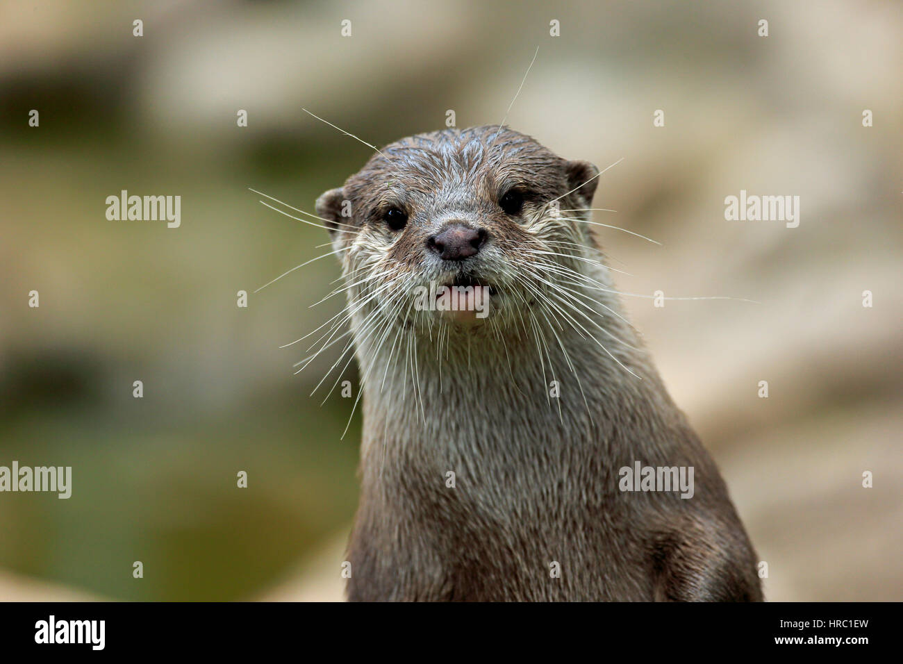 Oriental small-clawed Otter, (Amblonyx cinerea), adult portrait, Asia Stock Photo