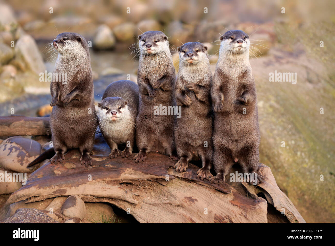 Oriental small-clawed Otter, (Amblonyx cinerea), group of adults standing upright, alert, Asia Stock Photo