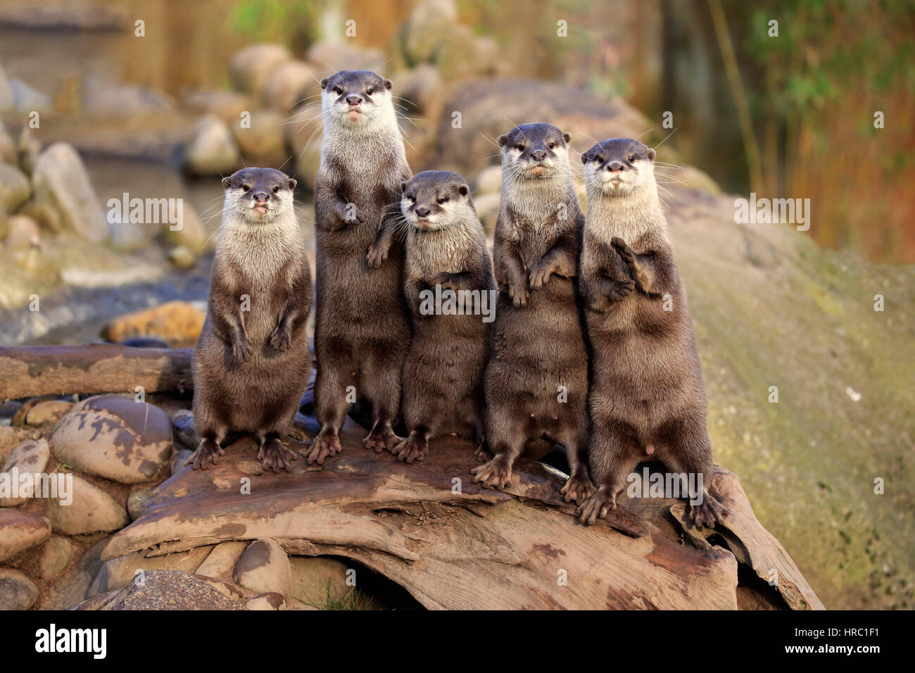 Oriental small-clawed Otter, (Amblonyx cinerea), group of adults standing upright, alert, Asia Stock Photo