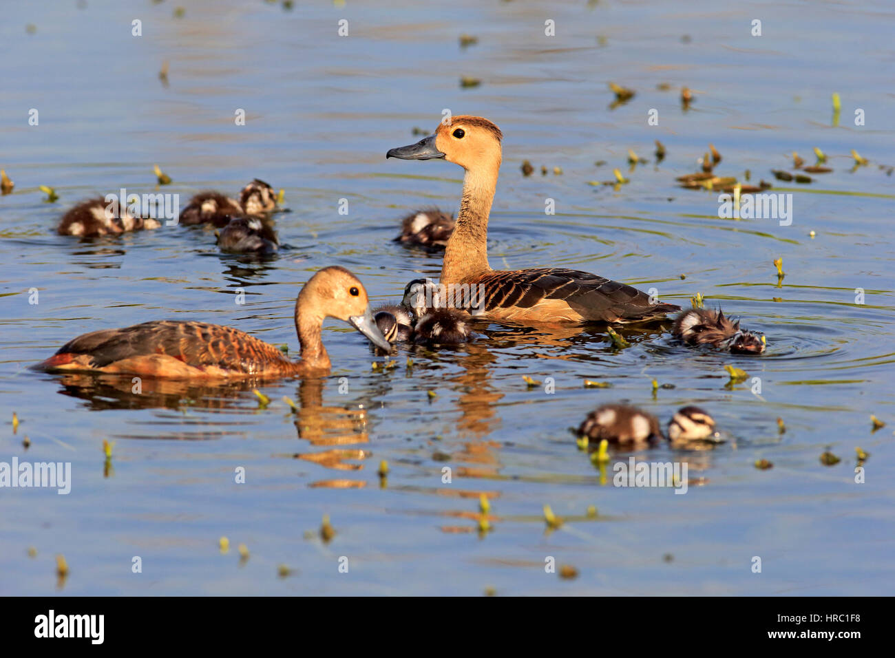 Lesser Whistling Duck, (Dendrocygna javanica), parents with youngs in water, Bundala Nationalpark, Sri Lanka, Asia Stock Photo