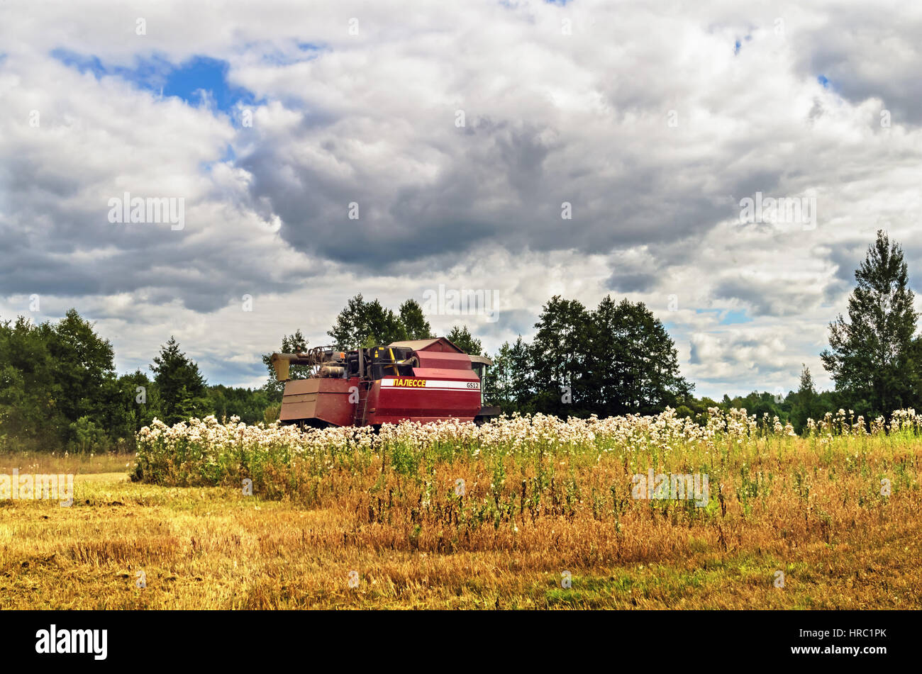 Cleaning agricultural field by harvester Stock Photo Alamy
