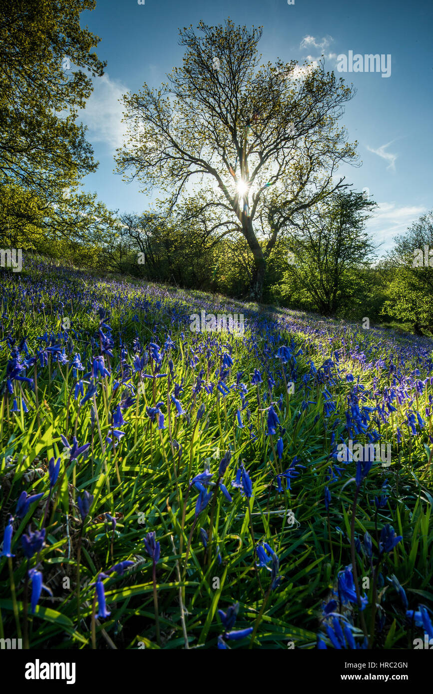 Bluebells in the Vale of Usk, Brecon Beacons National Park, Wales, United Kingdom Stock Photo