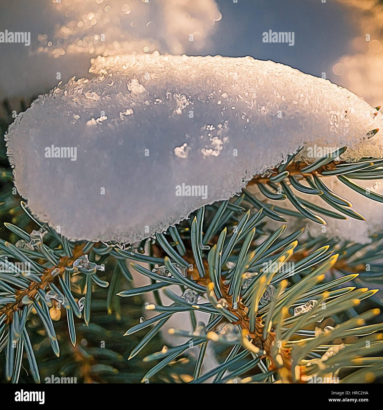 Pine tree branches covered with snow/frost in cold tones Stock Photo ...