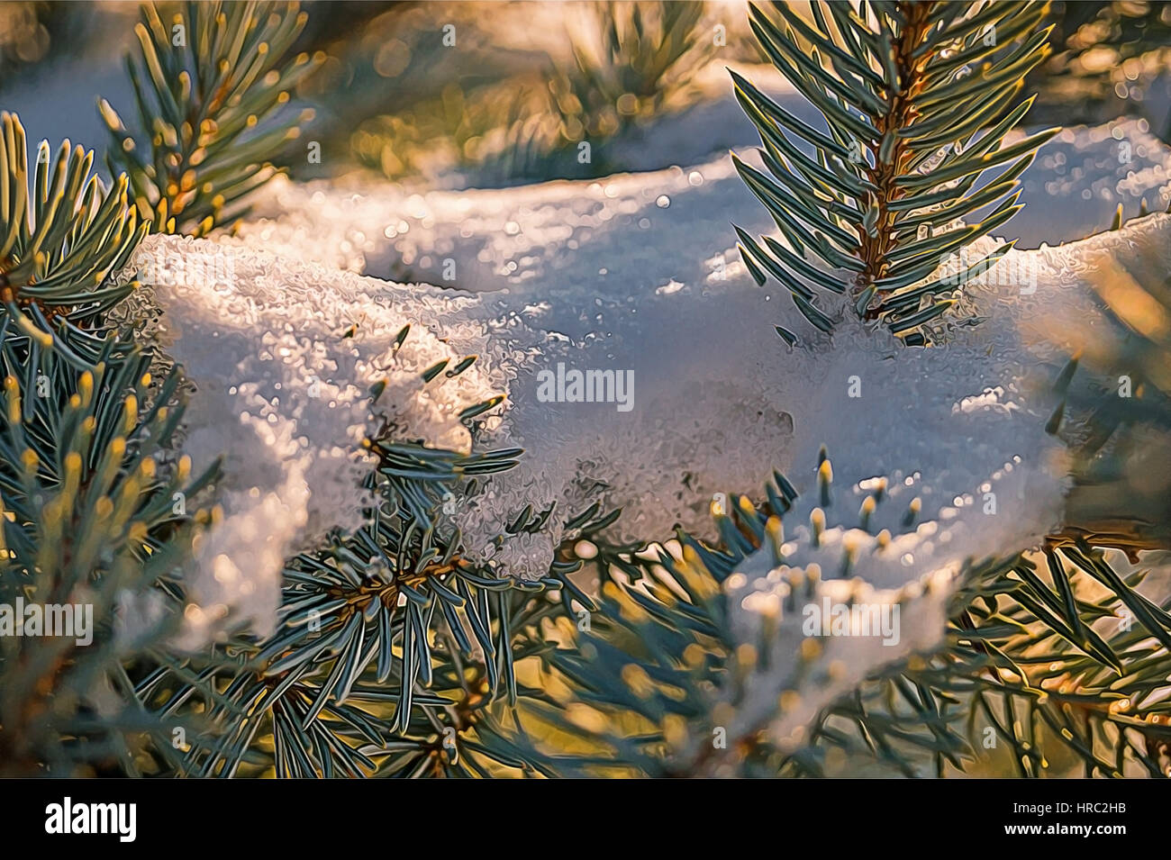 Pine tree branches covered with snow/frost in cold tones Stock Photo ...