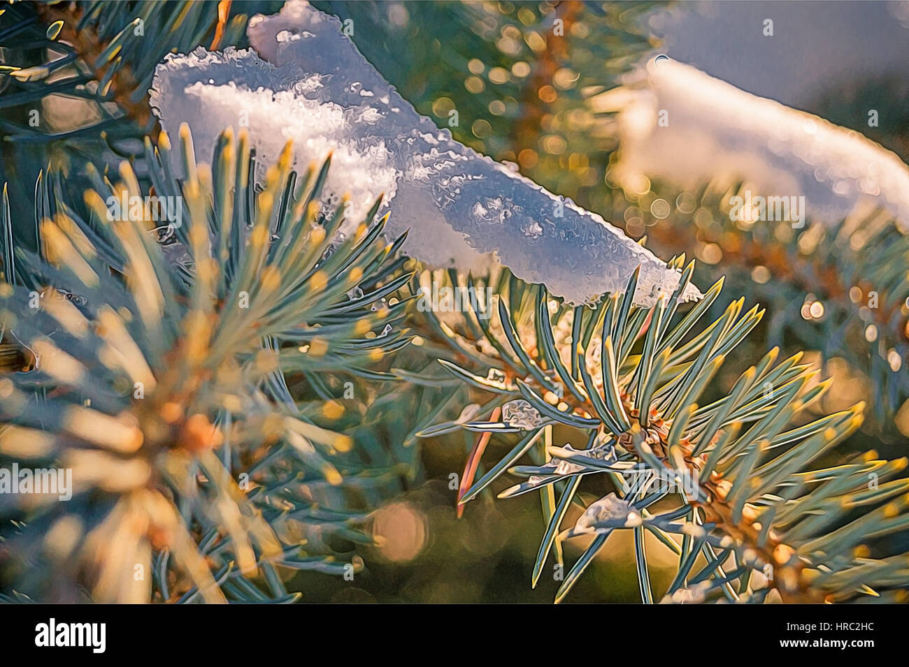 Pine tree branches covered with snow/frost in cold tones Stock Photo ...