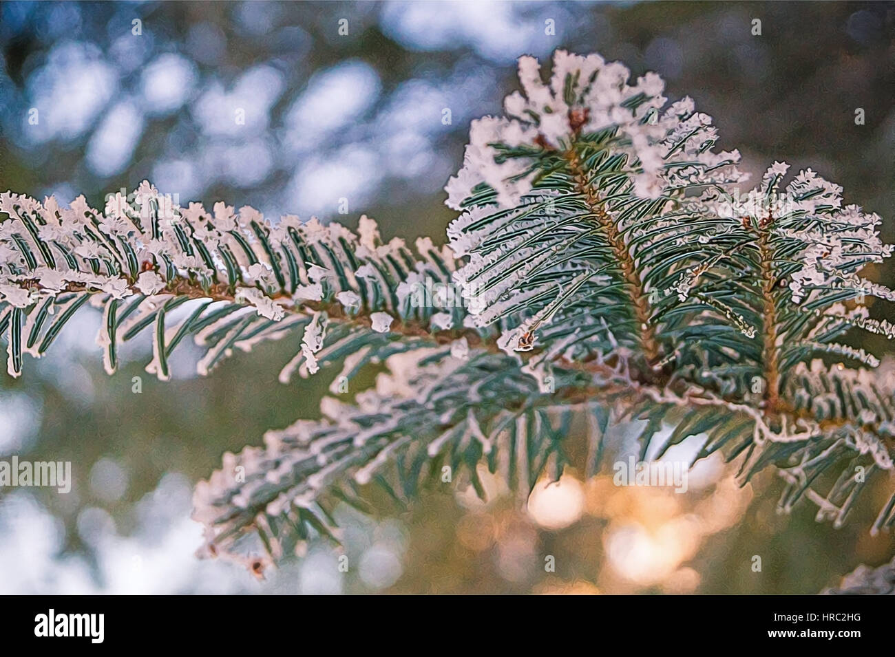 Pine tree branches covered with snow/frost in cold tones Stock Photo ...