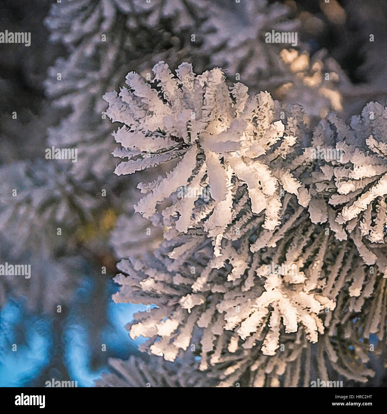 Pine tree branches covered with snow/frost in cold tones Stock Photo ...