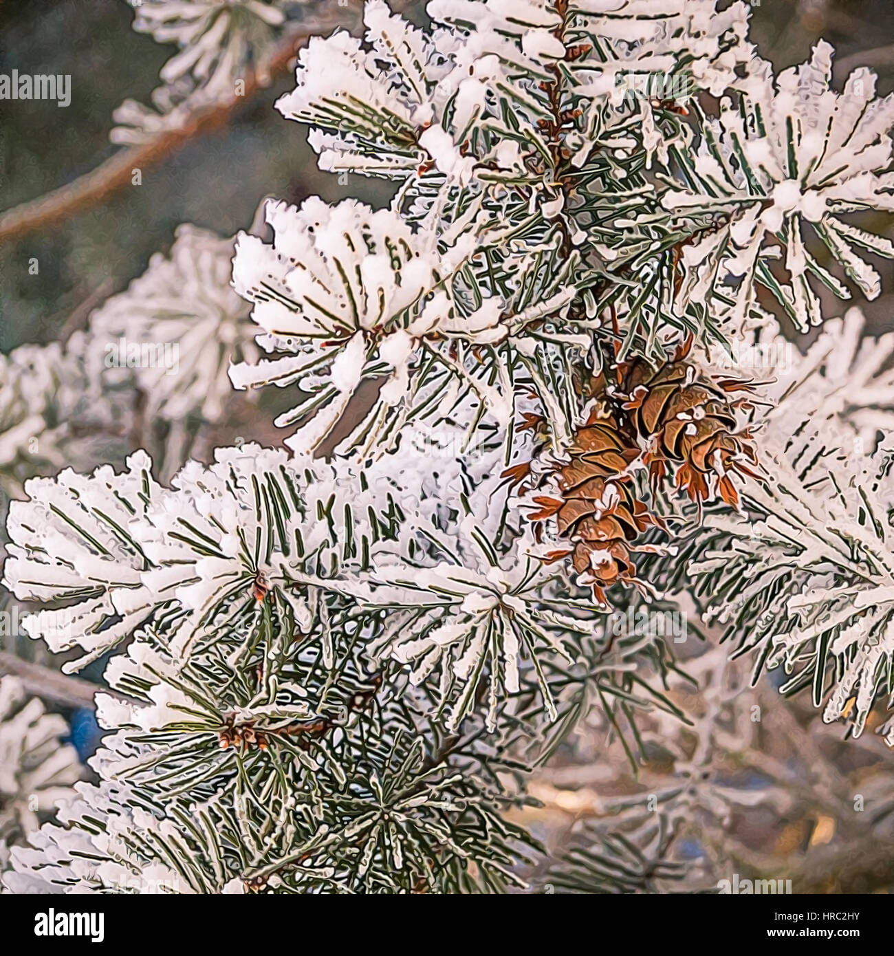 Pine tree branches covered with snow/frost in cold tones Stock Photo ...