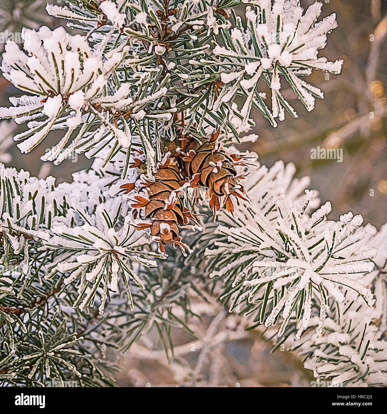 Pine tree branches covered with snow/frost in cold tones Stock Photo ...
