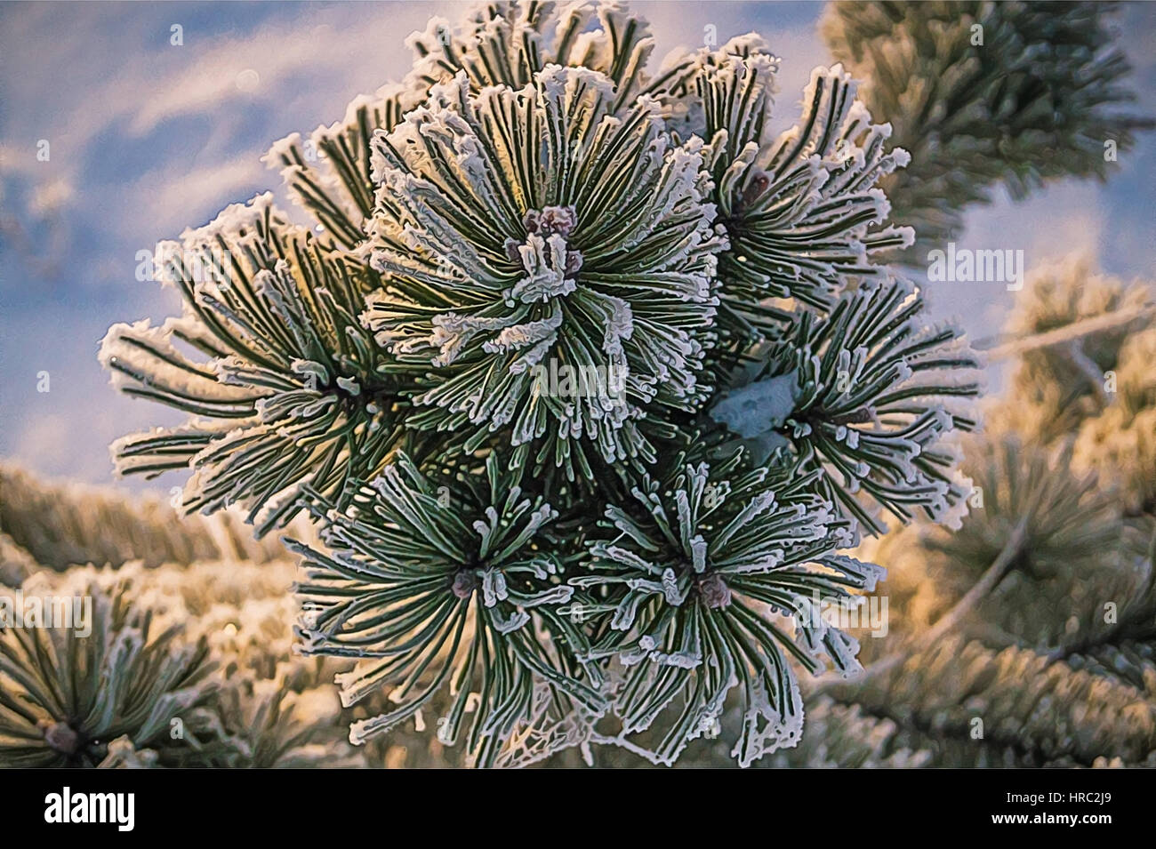 Pine tree branches covered with snow/frost in cold tones Stock Photo ...