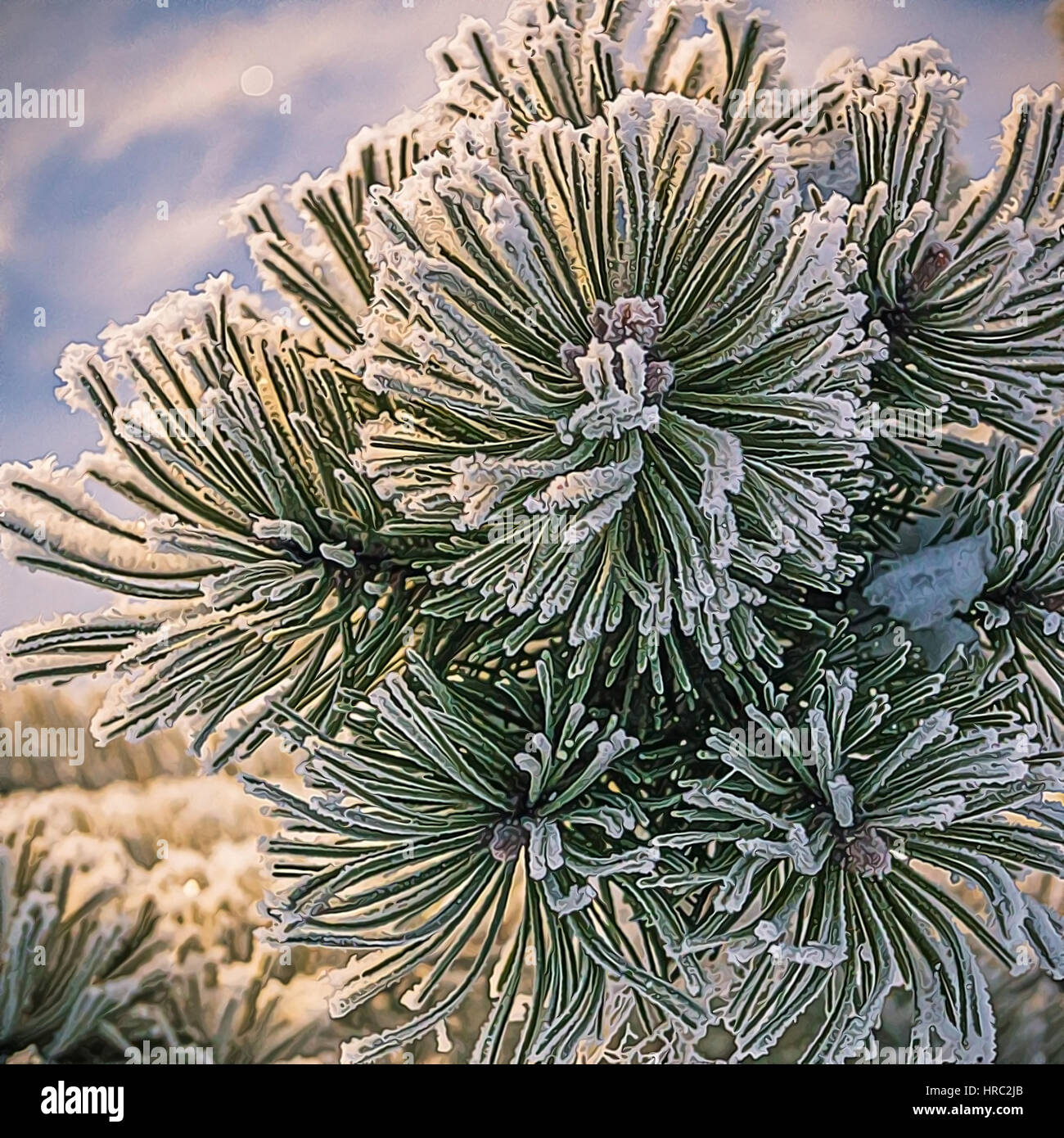 Pine tree branches covered with snow/frost in cold tones Stock Photo ...