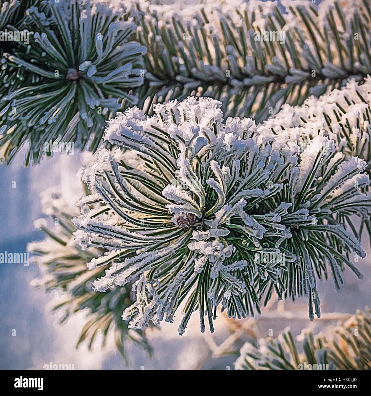Pine tree branches covered with snow/frost in cold tones Stock Photo ...