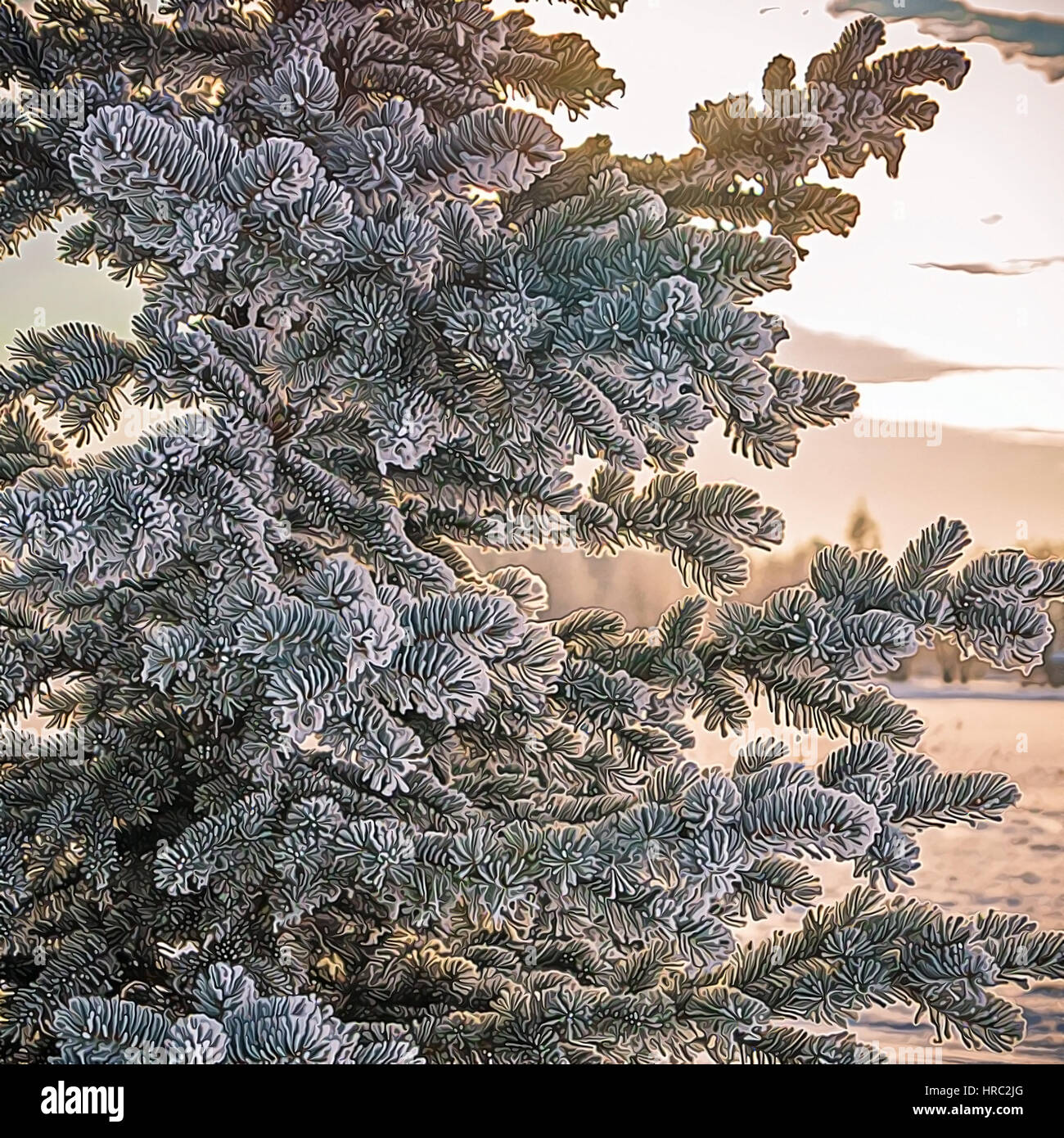 Pine tree branches covered with snow/frost in cold tones Stock Photo ...