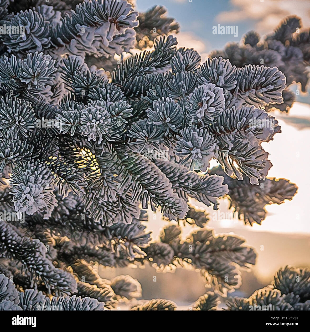 Pine tree branches covered with snow/frost in cold tones Stock Photo ...
