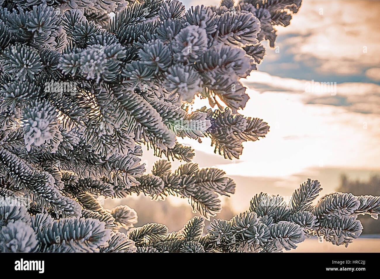 Pine tree branches covered with snow/frost in cold tones Stock Photo ...