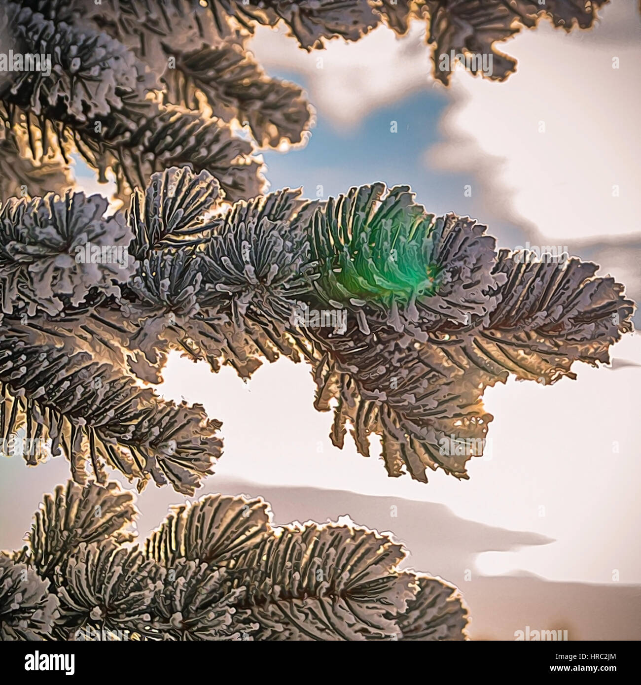 Pine tree branches covered with snow/frost in cold tones Stock Photo ...