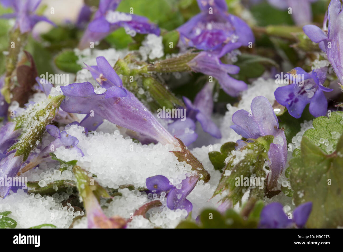 Salz mit bluten hires stock photography and images Alamy