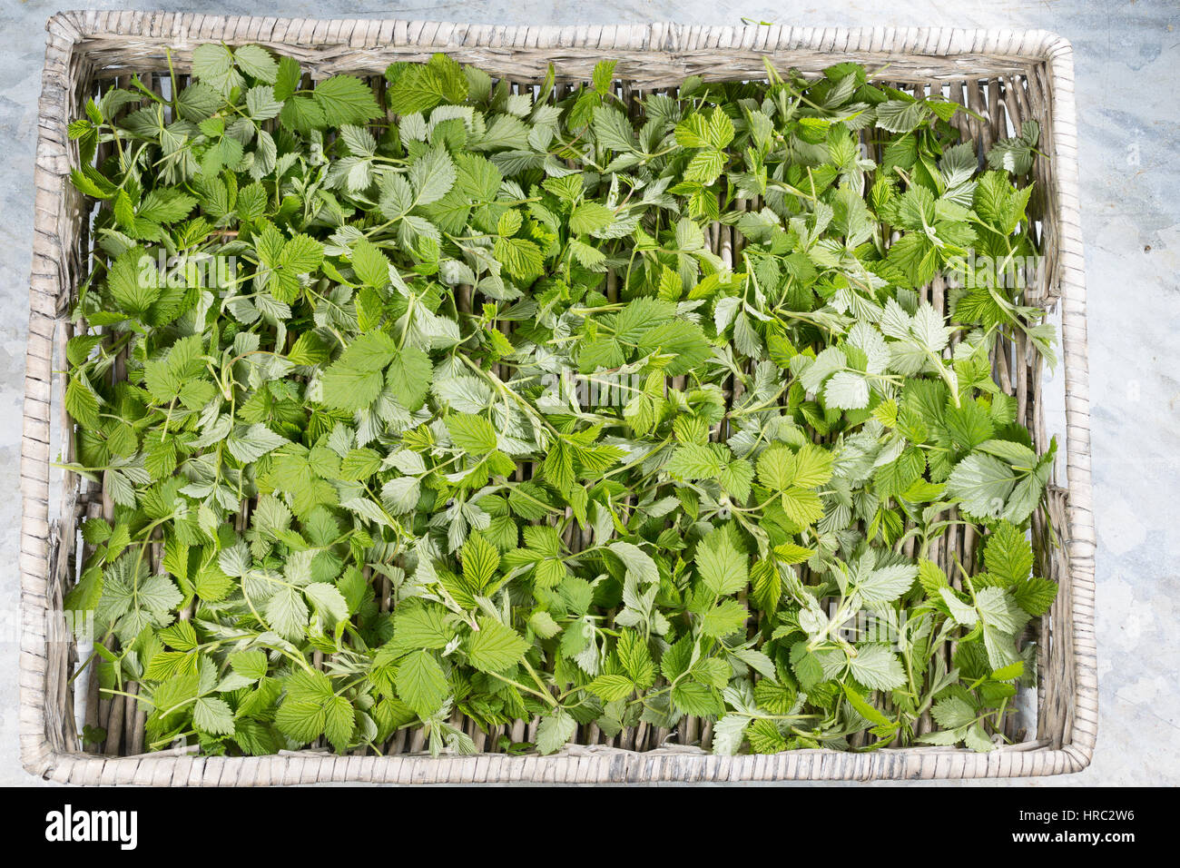 Himbeer-Blätter, Himbeerblätter gesammelt, Ernte, auf einem Tablett  ausgelegt zum Trocknen, Wilde Himbeere, junge, zarte Blätter vor der Blüte,  Rubus Stock Photo - Alamy