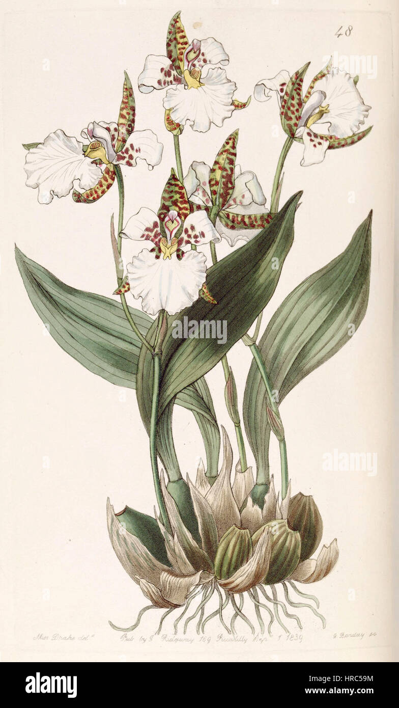 Rhynchostele rossii (as Odontoglossum rossii) - Edwards vol 25 (NS 2) pl 48 (1839) Stock Photo