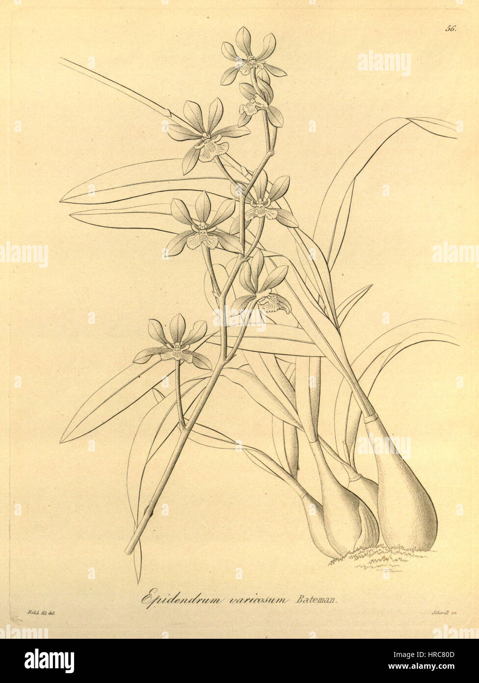Prosthechea varicosa (as Epidendrum varicosum)- Xenia vol 1 pl 56 (1858) Stock Photo