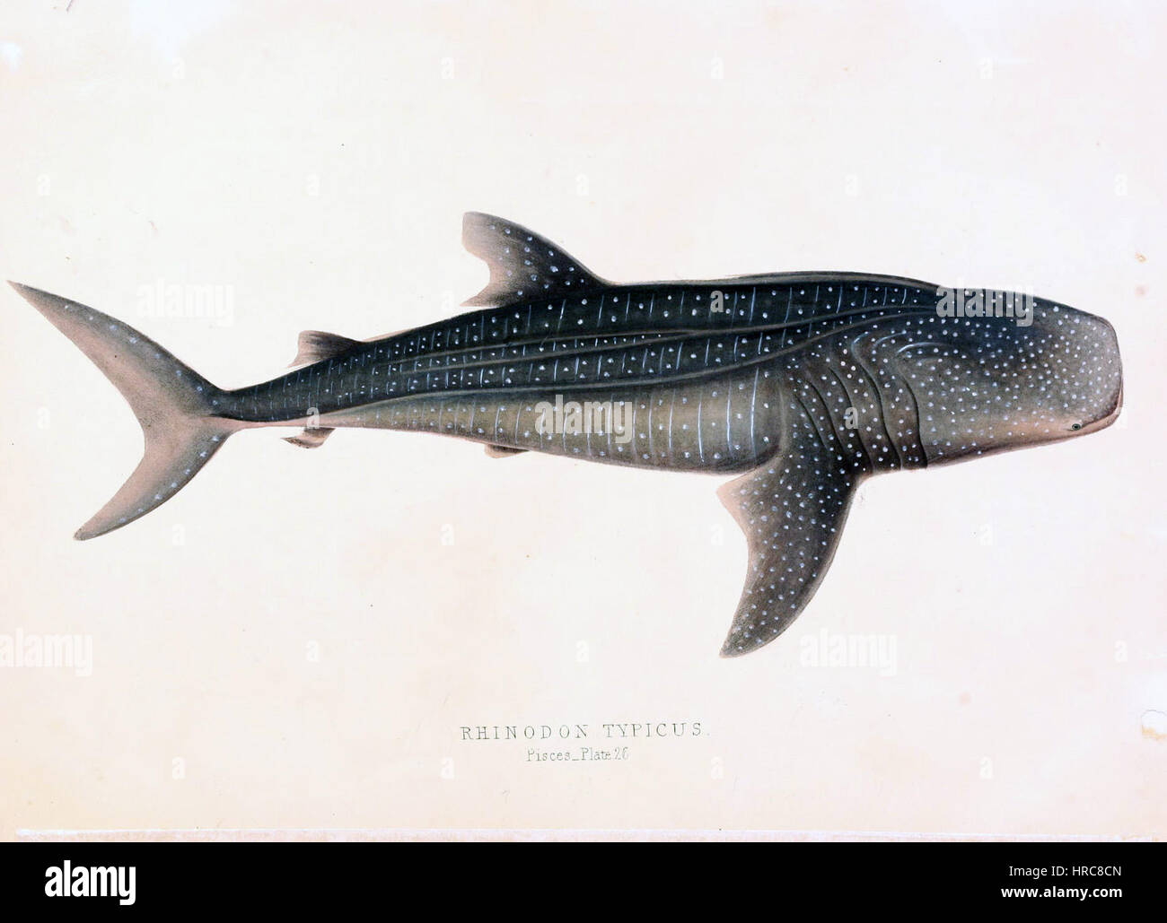 Rhinodon hi-res stock photography and images - Alamy