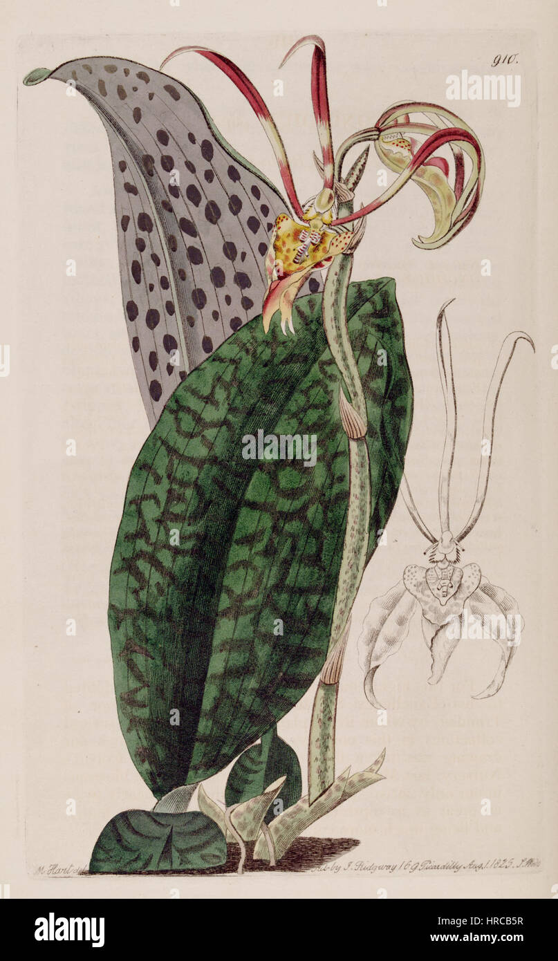 Psychopsis papilio (as Oncidium p.) - TheBotReg 11 pl 910 (1825) Stock Photo