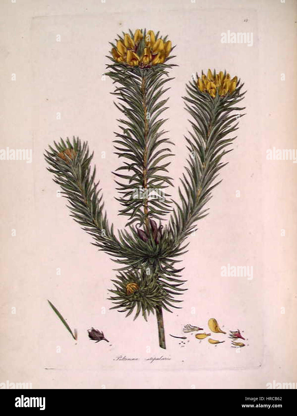 Pultenaea stipularis (Sowerby) Stock Photo