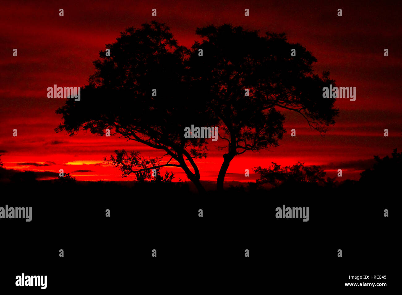 Vivid red African sunset with the silhouette of an Acacia tree in a ...