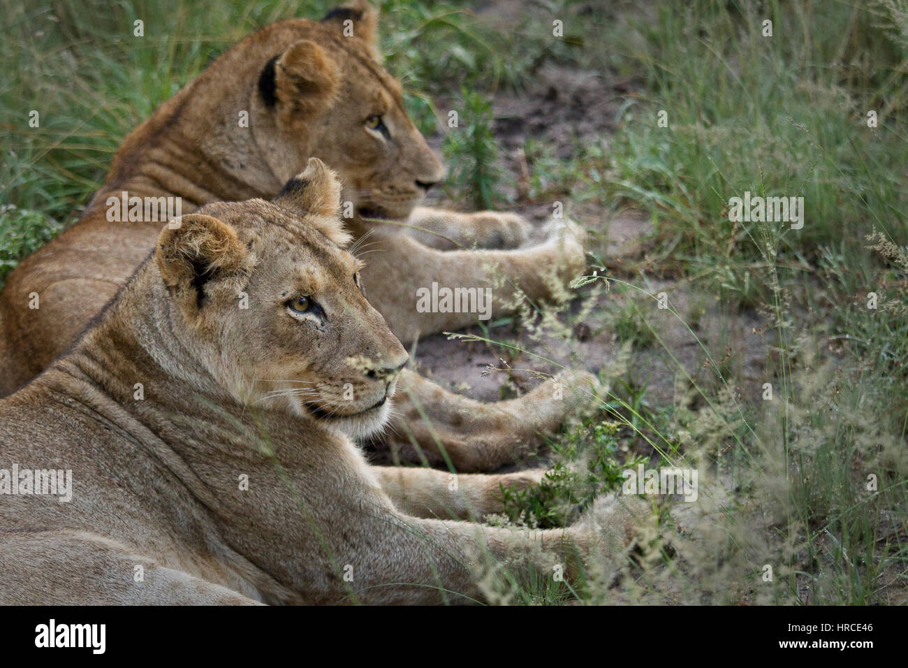 Two South African lionesses lying close together resting while keeping an alert eye on their surroundings Stock Photo