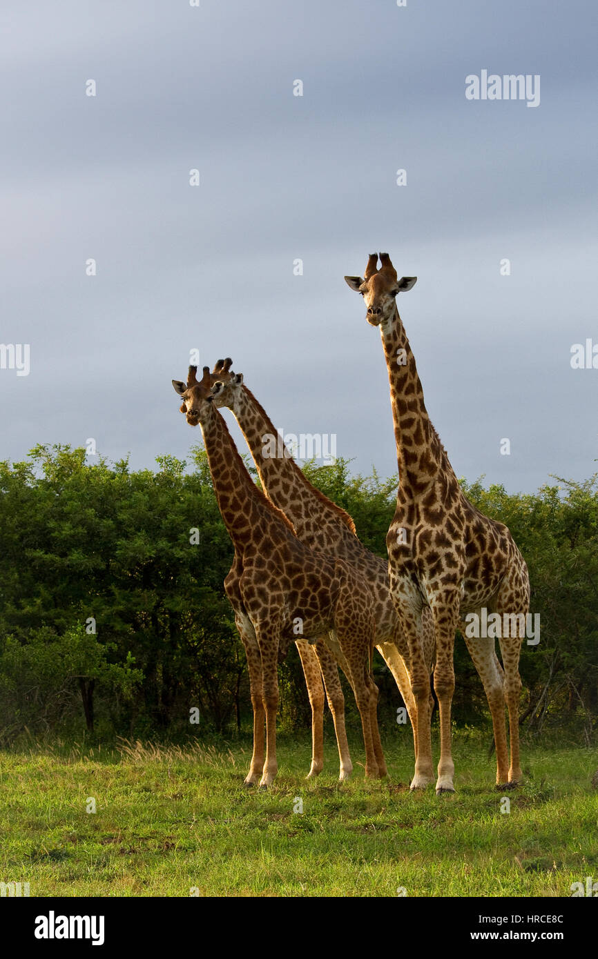 Girafes High Resolution Stock Photography and Images - Alamy